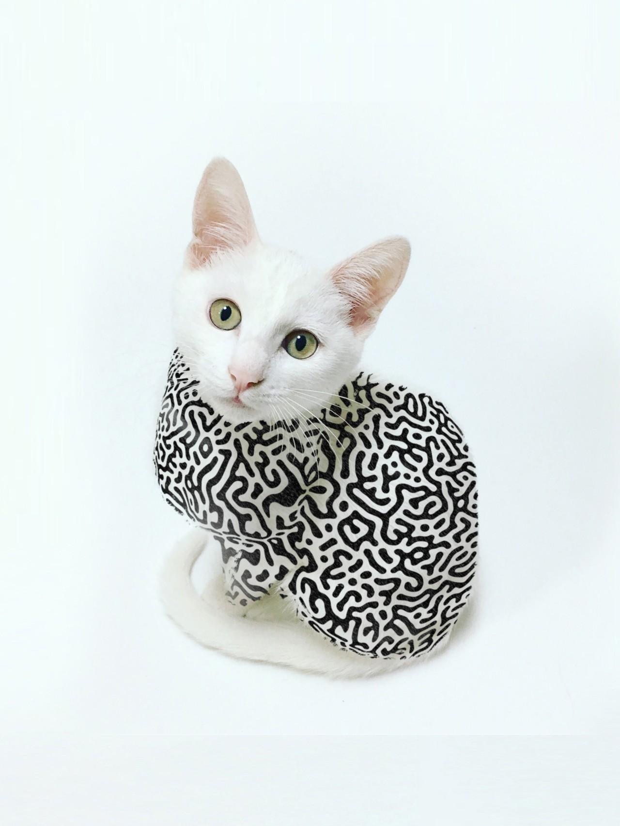 White cat with fur covered by a geometric pattern.